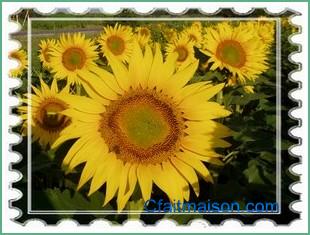 Champs de tournesols