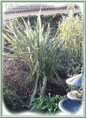 Phormium aux feuilles panaches dans le jardin