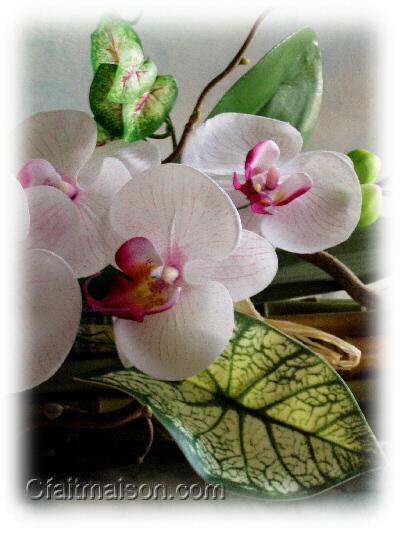Détail de l'orchidée