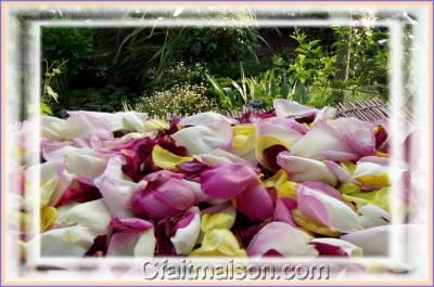 Schage de ptales de roses pour pot-pourri.