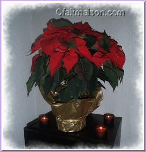 Poinsettia.