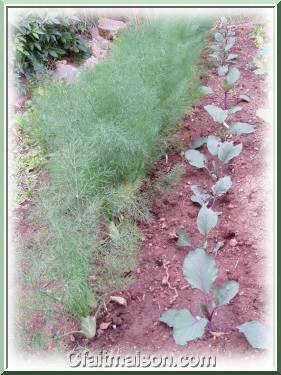 Jeunes plants de chou-rouge et fenouil.