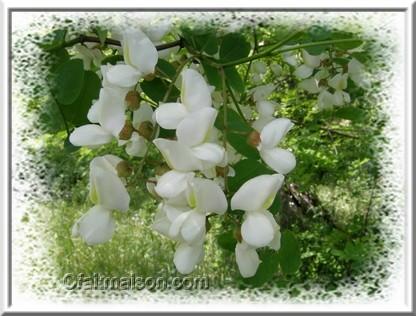 Fleurs d'acacias.