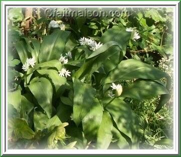 Feuilles d'ail des ours.