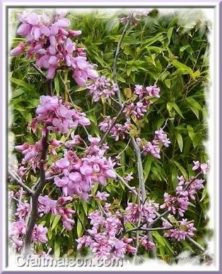 fleurs d'arbre de Jude