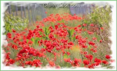 Fleurs de coquelicot.