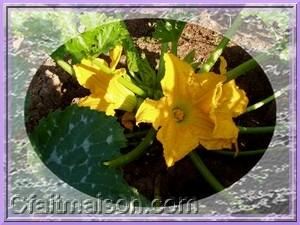 Fleurs de courgette.