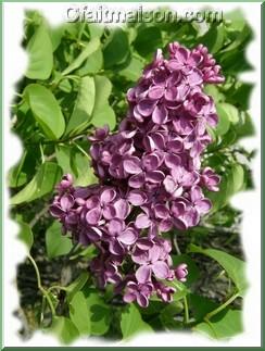 Fleurs de lilas.