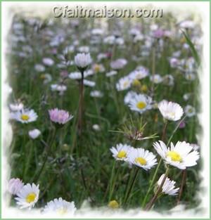 Fleurs de pquerettes.