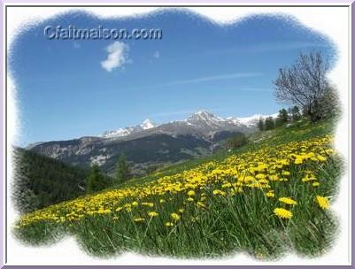 Champs de fleurs de pissenlit