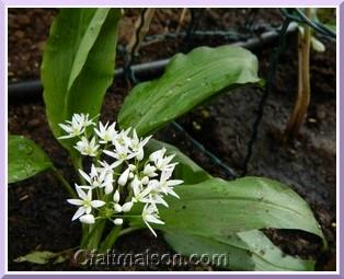 Ail des ours en fleurs.