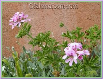 Fleurs et feuilles de granium.