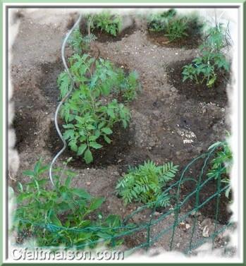 Association de culture : tomates et tagtes.