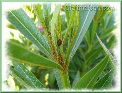 Coccinelle et pucerons.