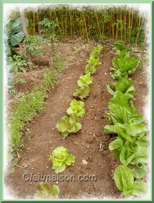 Coin de potager.