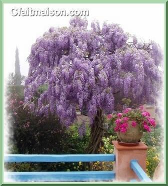 Glycine en arbre.