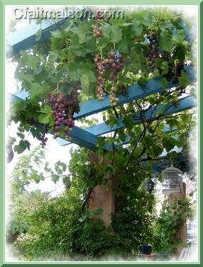 Vignes sur pergola.