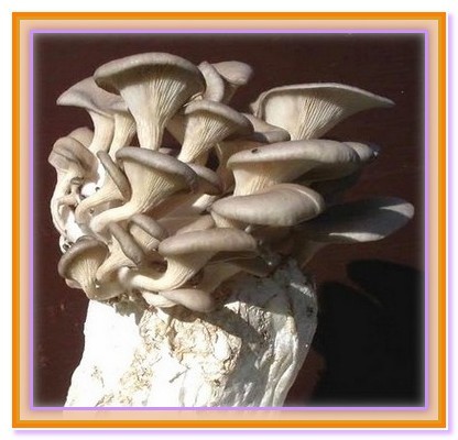 Culture domestique de champignons.