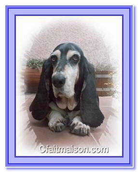 Basset hound.