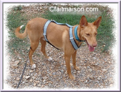 Podenco rescap d'Espagne.