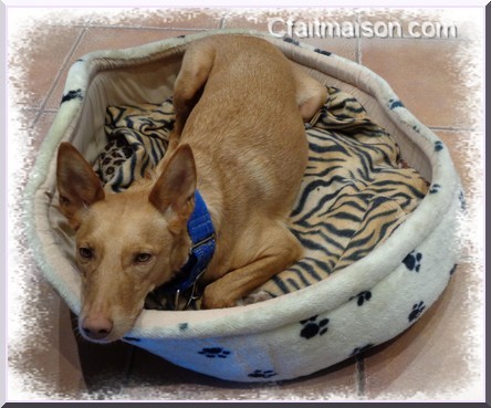 Podenco rescap d'Espagne.