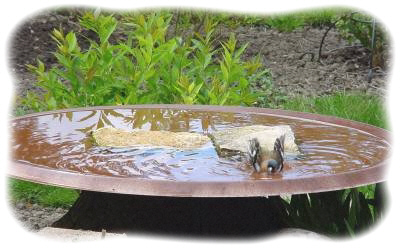 Parabole recyclée en piscine pour oiseaux.