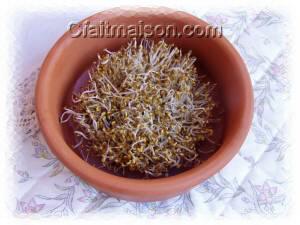 Alfalfa mis à germer sur un tulle dans un germoir