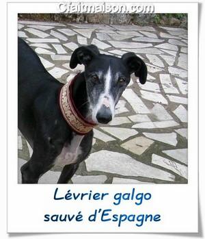 Lvrier galgo martyris sauv d'Espagne.