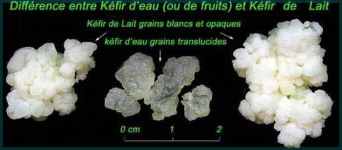 kefir de lait ou d'eau