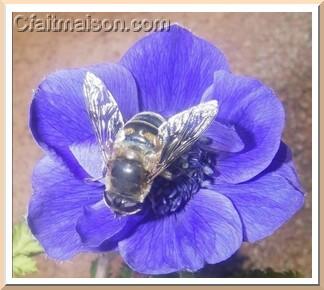 Abeille sur une fleur.