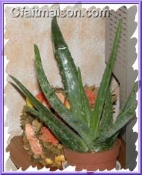 Aloe vera