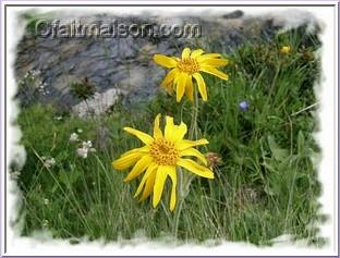 Fleurs d'arnica montana