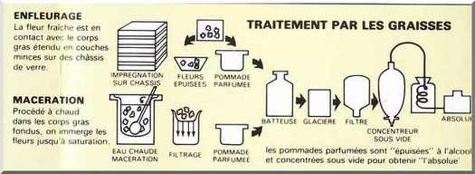 Extraction par les graisses, enfleurage.