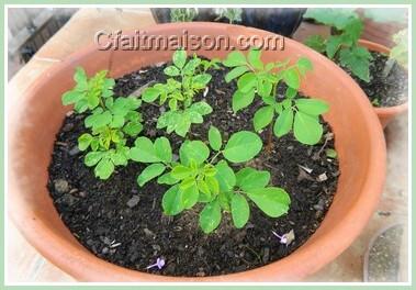 Jeunes plants de moringa.