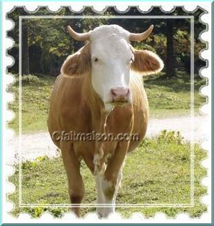 Vache